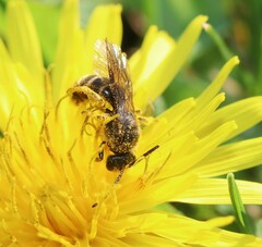 Lasioglossum marginatum