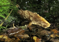 Conocybe exannulata