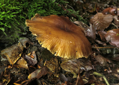 Conocybe exannulata