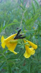 Polistes comanchus navajoe