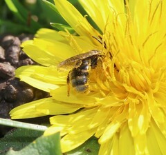 Lasioglossum marginatum
