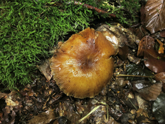 Conocybe exannulata
