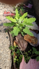 Chenopodium ficifolium