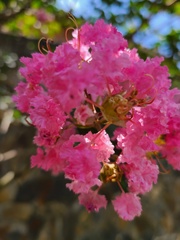 Lagerstroemia