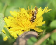 Lasioglossum marginatum