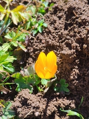 Crocus scharojanii