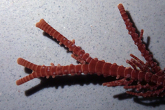 Lithothrix aspergillum