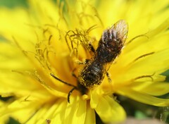 Lasioglossum marginatum