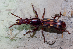 Arrhenodes minutus