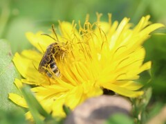 Lasioglossum marginatum