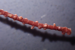 Lithothrix aspergillum