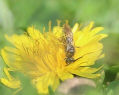 Lasioglossum marginatum