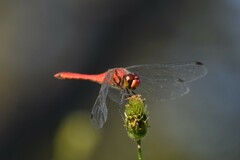 Sympetrum darwinianum