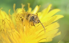 Lasioglossum marginatum