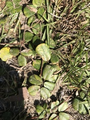 Tephrosia chrysophylla