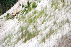 Festuca rubra