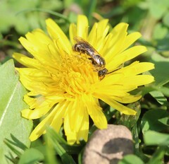 Lasioglossum marginatum