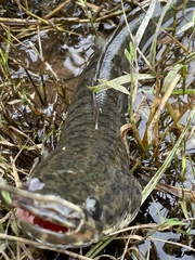Channa striata