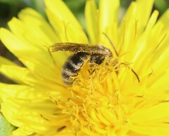 Lasioglossum marginatum