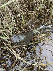 Channa striata