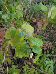Symphoricarpos occidentalis
