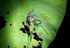 Hyllus diardi