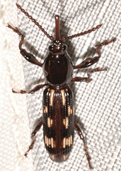 Arrhenodes minutus