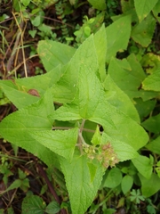 Ageratina deltoidea