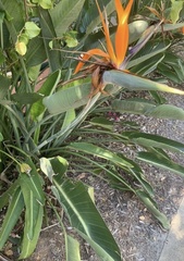 Strelitzia