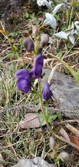 Aconitum ferox