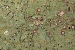 Tamopsis