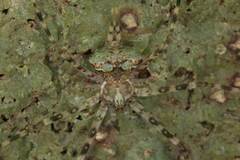 Tamopsis