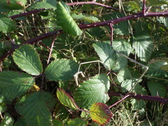 Rubus