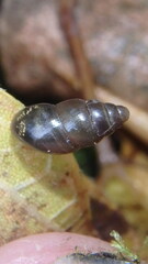 Cochlicopa lubrica