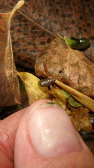 Cochlicopa lubrica