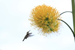 Mellisuga minima