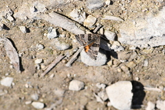Archiearinae