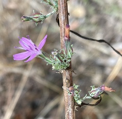 Stephanomeria virgata