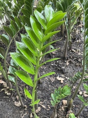 Zamioculcas