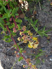 Tetragonia fruticosa