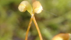 Amblystegium