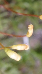 Amblystegium