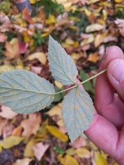 Phragmidium bulbosum