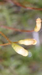 Amblystegium