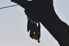 Prosthechea karwinskii