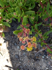 Tetragonia fruticosa