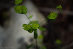Euphorbia roemeriana