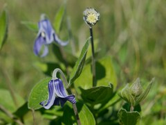Clematis integrifolia