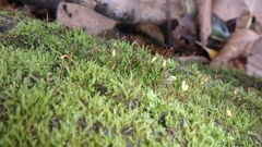Amblystegium