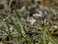 Astragalus corniculatus